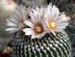 Pelecyphora_pseudopectinata